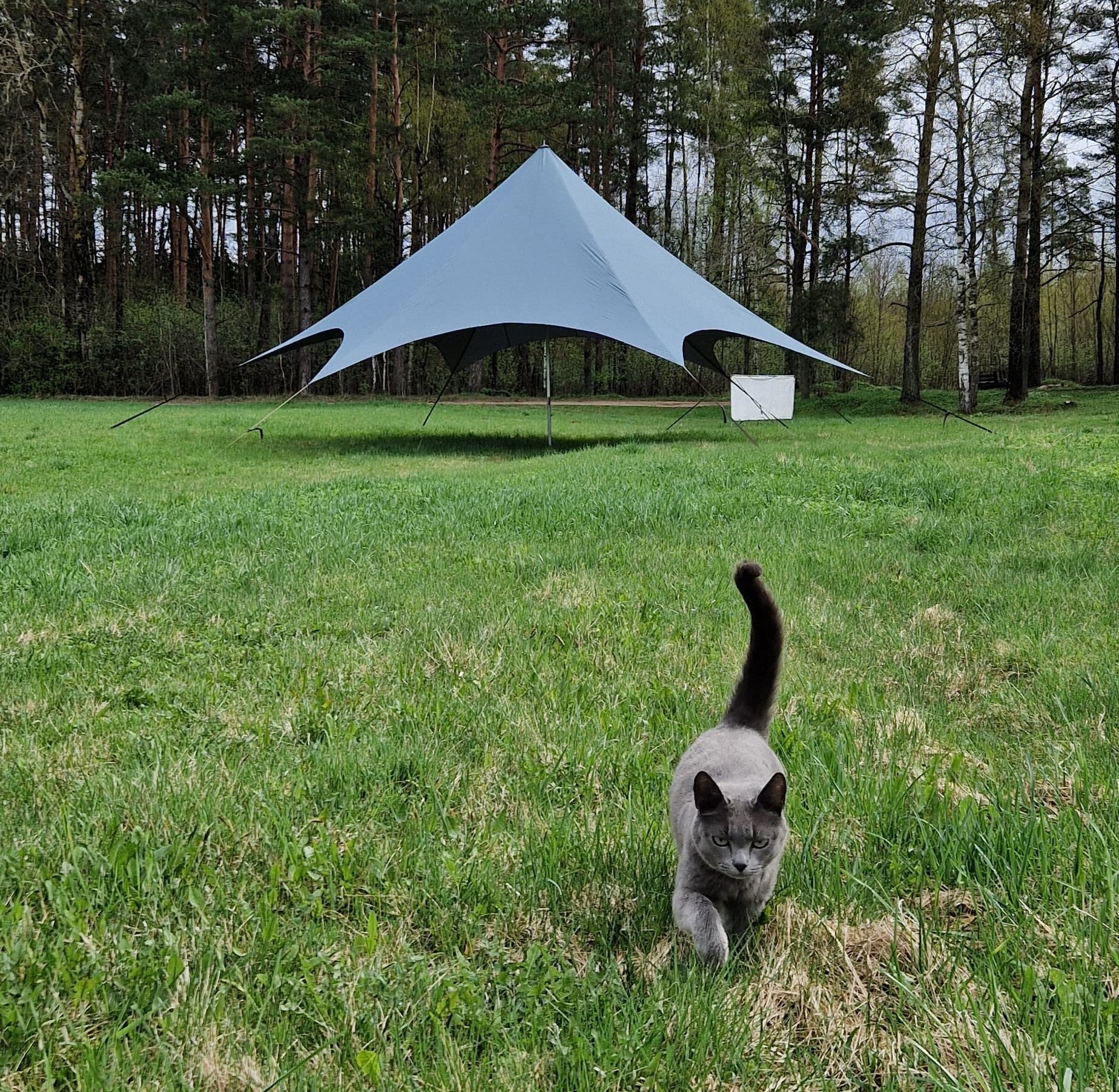 rab silwing tarp Zvaigznes telts 50 m² — pelēkzila pasākumiem un svinībām – HH FAMILY DESIGN